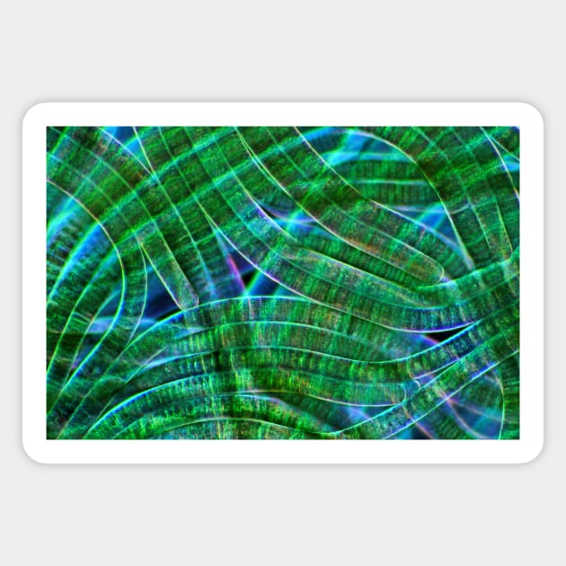 Oscillatoria cyanobacteria, micrograph (C028/9169) Sticker by SciencePhoto